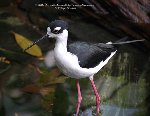 Black-Necked Stilt Looking for Critique-black-necked-stilt.jpg