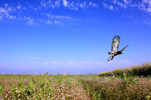 Hawk Hunting-rth800.jpg