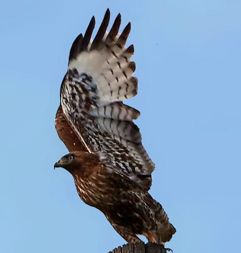 Hawk Hunting-img_3556.jpg