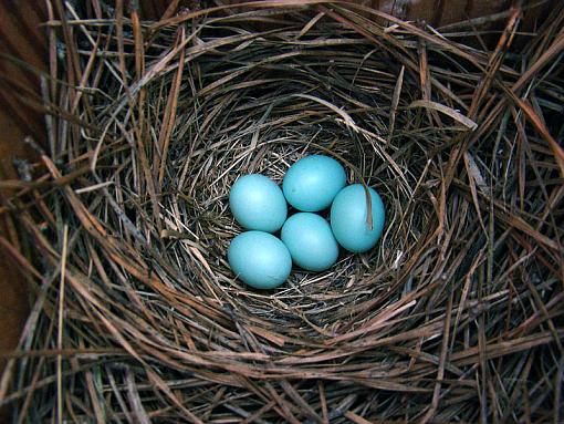 Blue Birds-blue-5eggs.jpg