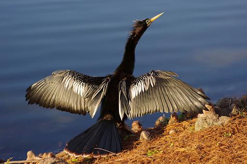 nOObie here-anhinga.jpg