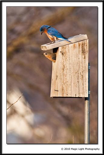 Busy morning at the Bluebird house-img_3325.jpg