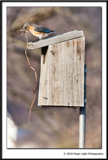 Busy morning at the Bluebird house-img_3419.jpg