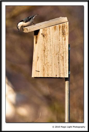 Busy morning at the Bluebird house-img_3346.jpg