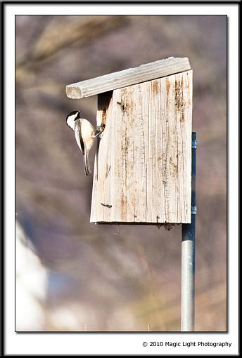 Busy morning at the Bluebird house-img_3396.jpg