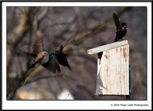 Busy morning at the Bluebird house-img_3483.jpg