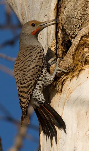 Another Northern Flicker-northern-flicker-ii.jpg