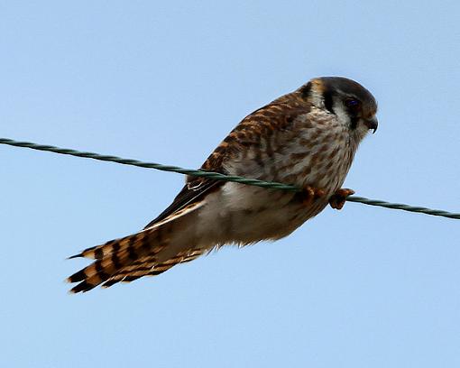 American Kestral-kestral-w.jpg