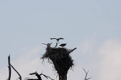 Why is an Osprey like a bus?-_a3p4450.jpg