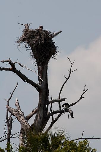 Why is an Osprey like a bus?-_a3p4423.jpg