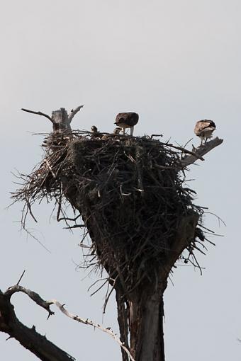 Why is an Osprey like a bus?-_a3p4598.jpg