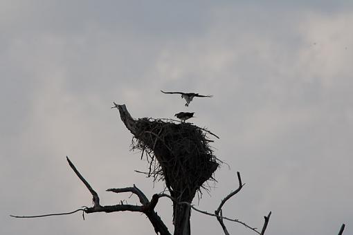 Why is an Osprey like a bus?-_a3p4808.jpg