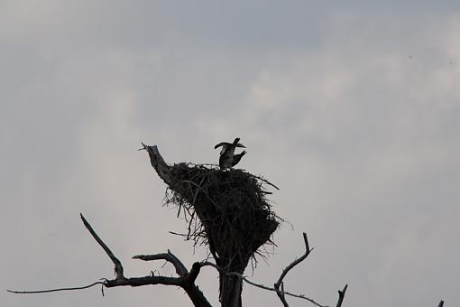 Why is an Osprey like a bus?-_a3p4820.jpg