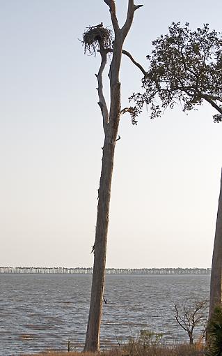 Osprey building nest-dsc_7814.jpg