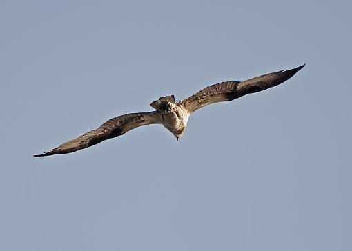 Osprey building nest-dsc_7790.jpg