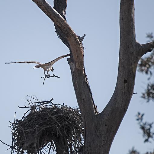 Osprey building nest-_dsc7685.jpg