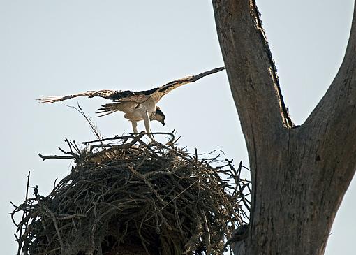 Osprey building nest-_dsc7717.jpg