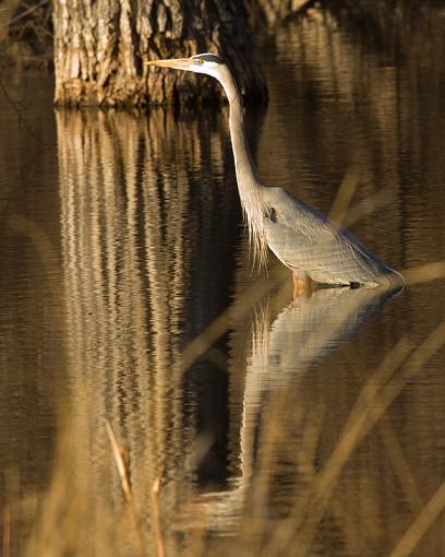 Reflecting Heron-gbh-ii.jpg