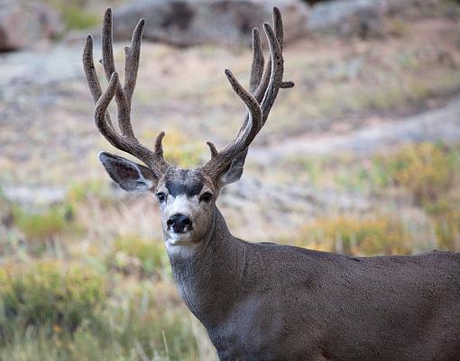 Pronghorn Buck-_mg_9786_edited-4.jpg