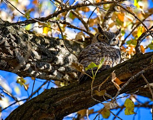 Horned owl-_mg_0048_edited-2.jpg