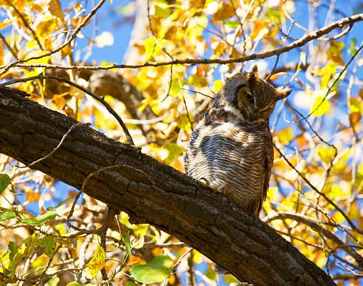 Horned owl-watcher.jpg