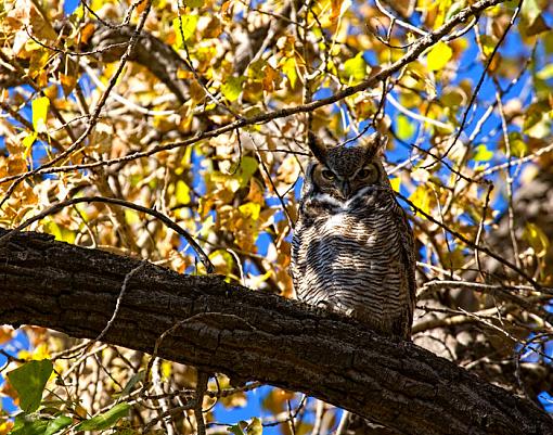 Horned owl-watcher3.jpg