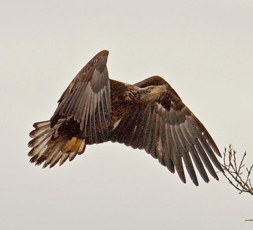 Bald Eagle Test Flight-eagle-landing.jpg