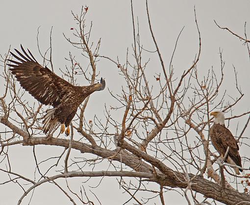 Bald Eagle Test Flight-eagles-2.jpg