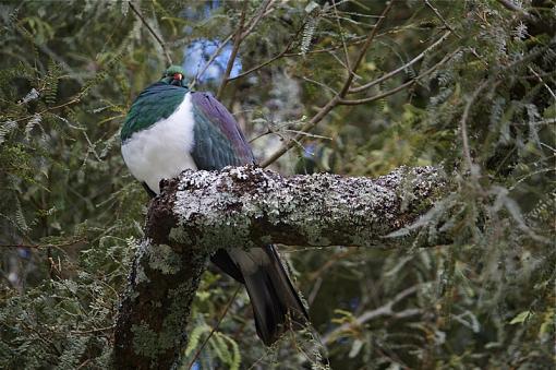 Kereru-kereru2.jpg