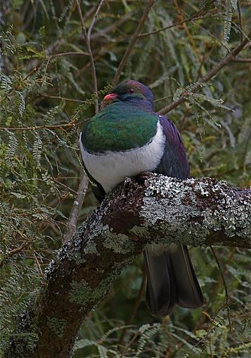 Kereru-kereru1.jpg