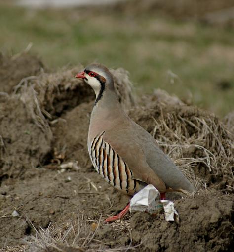 Chukar Partridge-dsc01208.jpg