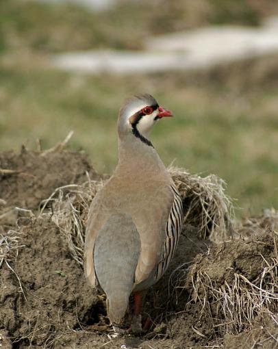 Chukar Partridge-dsc01212.jpg