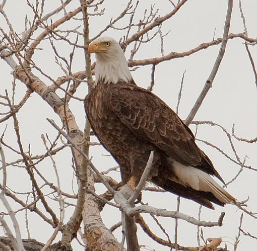 Bald Eagle Test Flight-eagle.jpg