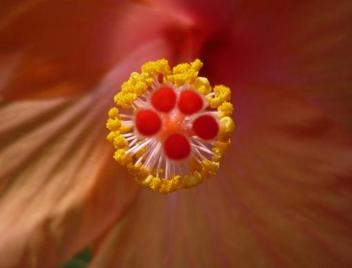 Shoe Flower - (Botonical - Hibiscus rosa-sinensis)-shoeflower.jpg