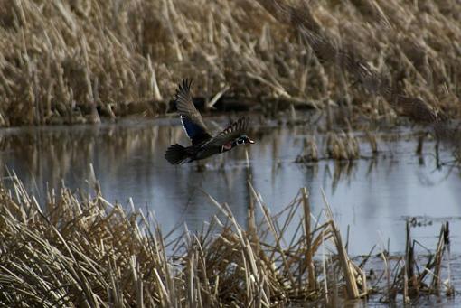 A few waterfowl-wood-duck.jpg