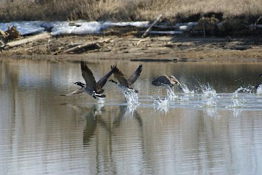 A few waterfowl-geese.jpg