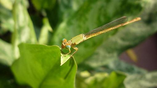 Child Dragonfly-dragonfly.jpg