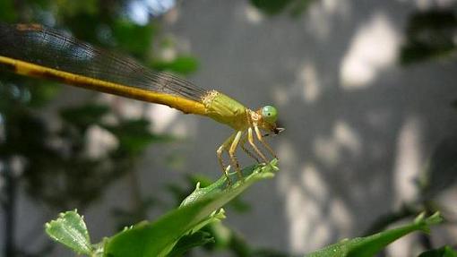 Child Dragonfly-p1150864.jpg