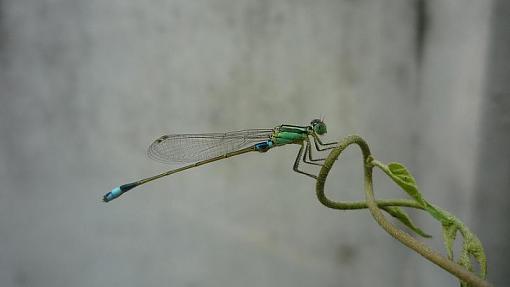 Child Dragonfly-p1150906.jpg