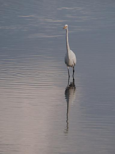 Reflections and BIF-_3295259.jpg