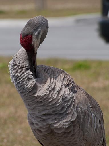 SPRING 2010 Bird ID Thread-_3255041.jpg