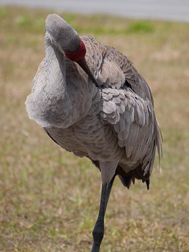 SPRING 2010 Bird ID Thread-_3255045.jpg