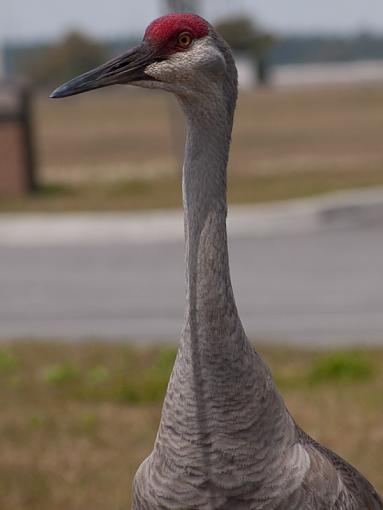 SPRING 2010 Bird ID Thread-_3255047.jpg