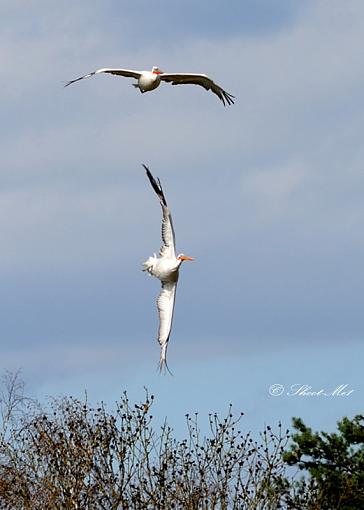 Pelican's Can Fly...-pelican1.jpg