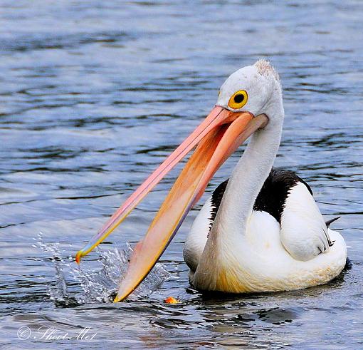 Pelican's Can Fly...-pelican4.jpg