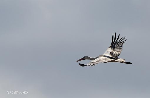 Pelican's Can Fly...-stork.jpg