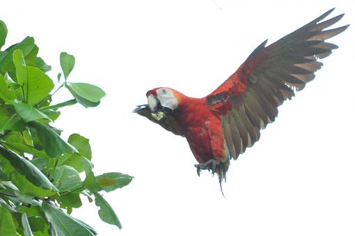 Costa Rica-landing-macaw.jpg