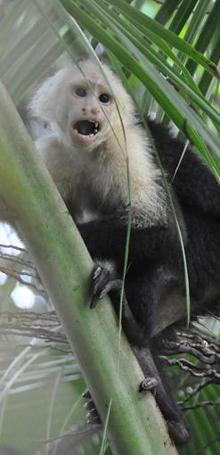 Costa Rica-capuchin1.jpg