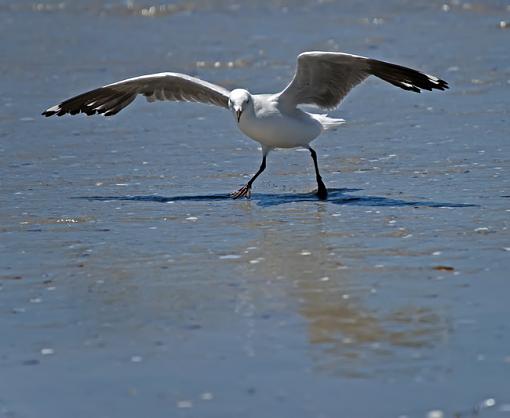 Down at the seaside-hrtlbs-gll-ptr-nstr-_dsc5021r.jpg