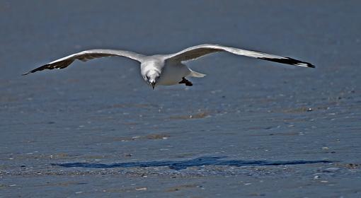 Down at the seaside-hrtlbs-gll-ptr-nstr-_dsc5019r.jpg